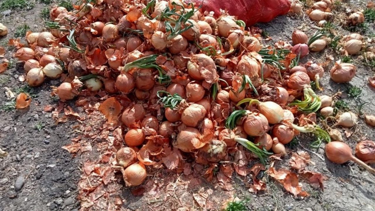 Komisyoncular yüzünden meyve sebzeler depolarda çürüyor! Çiftçilerin umudu hal yasası